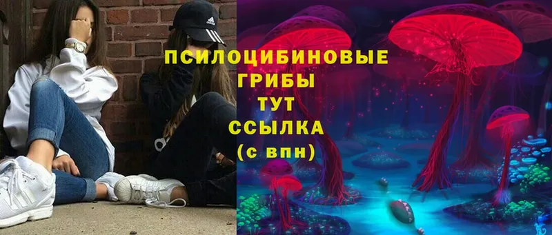 мега онион  Саранск  Галлюциногенные грибы Psilocybe 